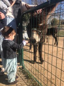 Infantil visita la Granja Escuela